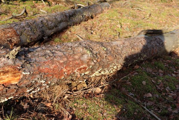 Živanice, 1.1.2021
Na Cihelně - zalesněné duny. Biotop Zilora obscura.
Schlüsselwörter: Živanice Na Cihelně zalesněné duny Zilora obscura
