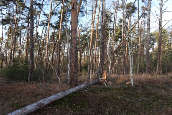 Živanice, 1.1.2021
Na Cihelně - zalesněné duny.
Schlüsselwörter: Živanice Na Cihelně zalesněné duny