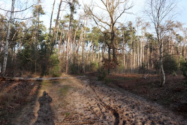 Živanice, 1.1.2021
Na Cihelně - zalesněné duny.
Schlüsselwörter: Živanice Na Cihelně zalesněné duny