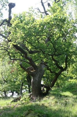 Zlatno, 20.5.2016
Zlatnianska skalka.
Klíčová slova: Zlatno Zlatnianska skalka