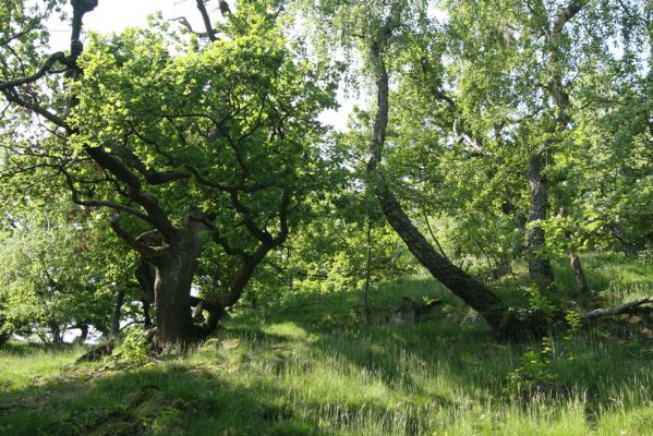 Zlatno, 20.5.2016
Zlatnianska skalka.
Klíčová slova: Zlatno Zlatnianska skalka Athous subfuscus Dalopius marginatus