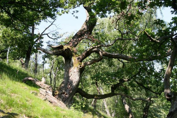 Zlatno, 20.5.2016
Zlatnianska skalka.
Klíčová slova: Zlatno Zlatnianska skalka