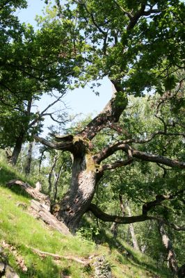 Zlatno, 20.5.2016
Zlatnianska skalka.
Klíčová slova: Zlatno Zlatnianska skalka