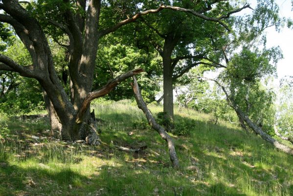 Zlatno, 20.5.2016
Zlatnianska skalka.
Klíčová slova: Zlatno Zlatnianska skalka