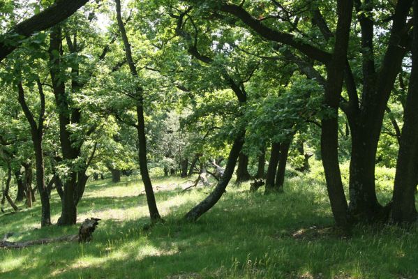 Zlatno, 20.5.2016
Zlatnianska skalka.
Klíčová slova: Zlatno Zlatnianska skalka