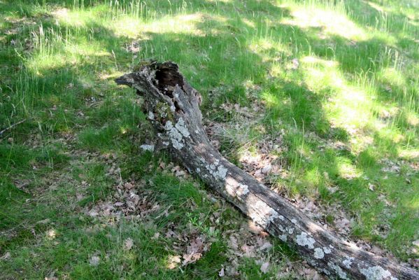 Zlatno, 20.5.2016
Zlatnianska skalka.
Klíčová slova: Zlatno Zlatnianska skalka Hypoganus inunctus