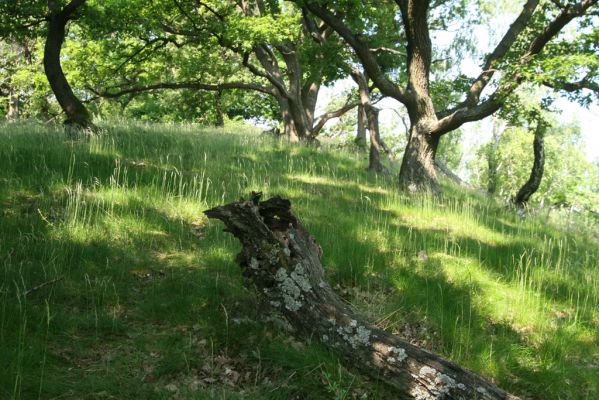 Zlatno, 20.5.2016
Zlatnianska skalka.
Klíčová slova: Zlatno Zlatnianska skalka Hypoganus inunctus