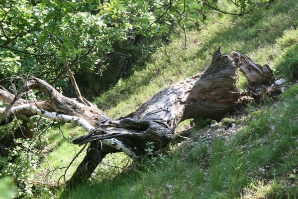 Zlatno, 20.5.2016
Zlatnianska skalka.
Klíčová slova: Zlatno Zlatnianska skalka Cardiophorus anticus
