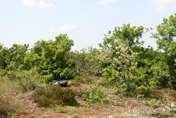 Zlatno, 20.5.2016
Zlatnianska skalka - vrchol. 
Klíčová slova: Zlatno Zlatnianska skalka Quasimus minutissimus Pheletes aeneoniger Cardiophorus erichsoni