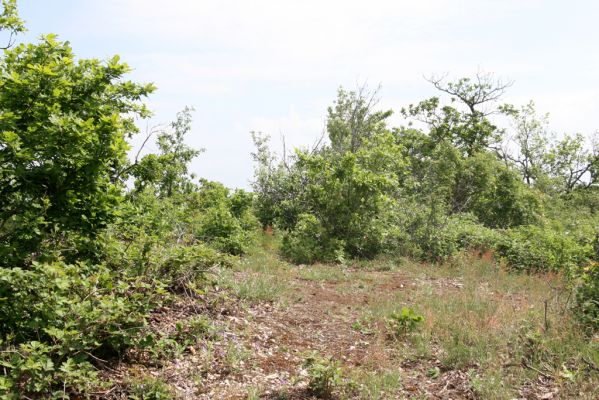 Zlatno, 20.5.2016
Zlatnianska skalka - vrchol.
Mots-clés: Zlatno Zlatnianska skalka Quasimus minutissimus Pheletes aeneoniger Cardiophorus erichsoni