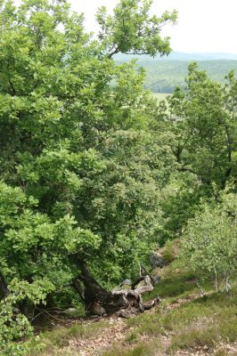 Zlatno, 20.5.2016
Zlatnianska skalka.
Mots-clés: Zlatno Zlatnianska skalka Cardiophorus anticus erichsoni