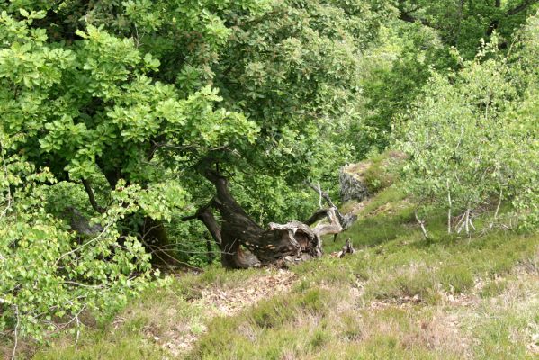 Zlatno, 20.5.2016
Zlatnianska skalka.
Mots-clés: Zlatno Zlatnianska skalka Cardiophorus anticus