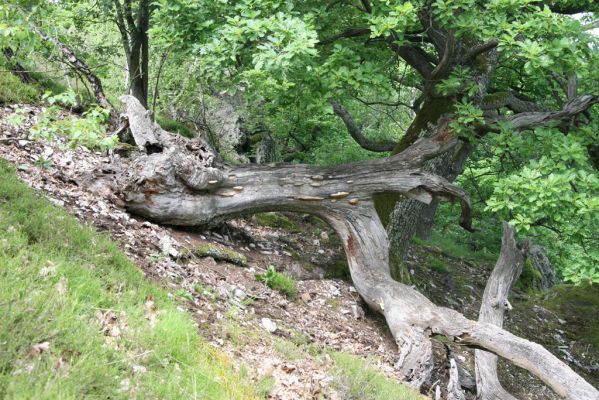 Zlatno, 20.5.2016
Zlatnianska skalka.
Klíčová slova: Zlatno Zlatnianska skalka Cardiophorus anticus erichsoni
