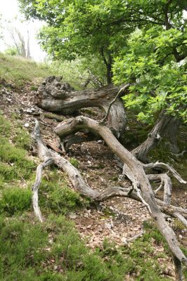 Zlatno, 20.5.2016
Zlatnianska skalka.
Keywords: Zlatno Zlatnianska skalka Cardiophorus anticus erichsoni