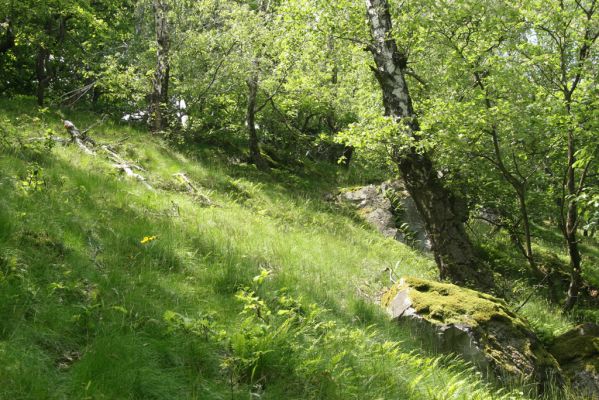 Zlatno, 20.5.2016
Zlatnianska skalka.
Keywords: Zlatno Zlatnianska skalka Athous subfuscus Dalopius marginatus