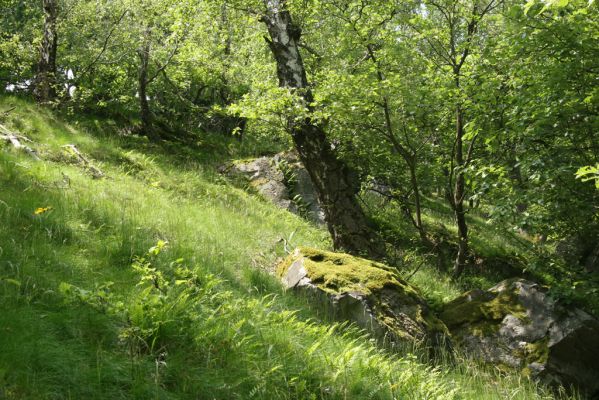 Zlatno, 20.5.2016
Zlatnianska skalka.
Keywords: Zlatno Zlatnianska skalka Athous subfuscus Dalopius marginatus