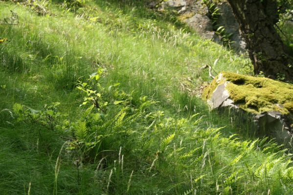 Zlatno, 20.5.2016
Zlatnianska skalka.
Klíčová slova: Zlatno Zlatnianska skalka