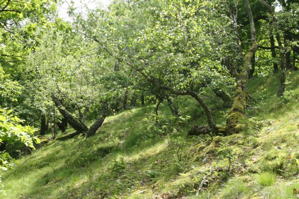 Zlatno, 20.5.2016
Zlatnianska skalka.
Klíčová slova: Zlatno Zlatnianska skalka Athous subfuscus Dalopius marginatus Idolus picipennis