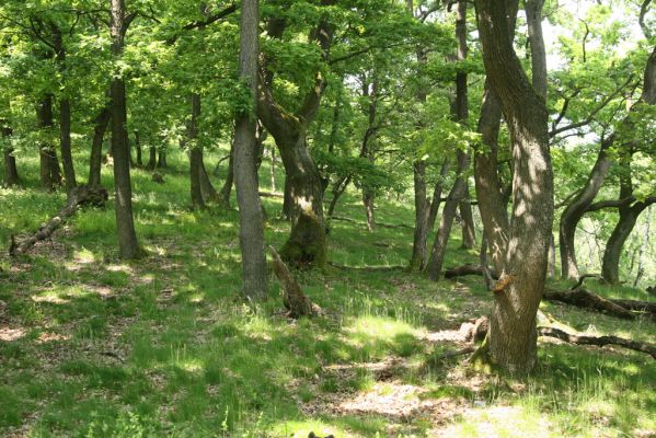Zlatno, 20.5.2016
Zlatnianska skalka.
Klíčová slova: Zlatno Zlatnianska skalka
