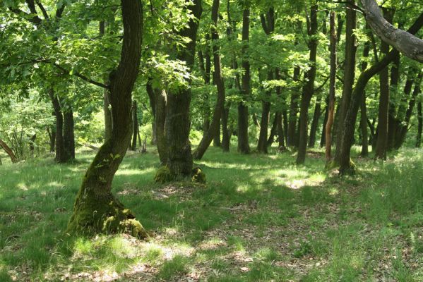 Zlatno, 20.5.2016
Zlatnianska skalka.
Klíčová slova: Zlatno Zlatnianska skalka