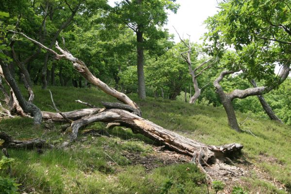 Zlatno, 20.5.2016
Zlatnianska skalka.
Schlüsselwörter: Zlatno Zlatnianska skalka Cardiophorus anticus Procraerus tibialis