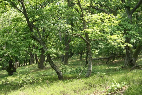 Zlatno, 20.5.2016
Zlatnianska skalka.
Schlüsselwörter: Zlatno Zlatnianska skalka