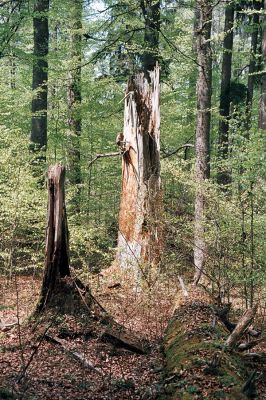 Novohradské hory, Žofín, 6.5.2006
Žofínský prales.


Schlüsselwörter: Novohradské hory Žofín Žofínský prales