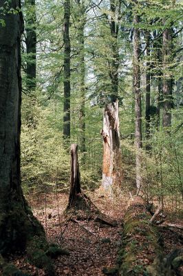 Novohradské hory, Žofín, 6.5.2006
Žofínský prales.


Schlüsselwörter: Novohradské hory Žofín Žofínský prales