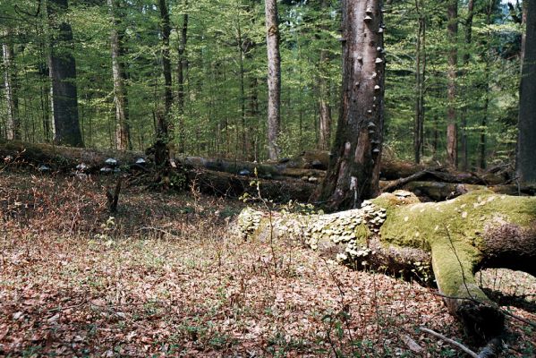 Novohradské hory, Žofín, 6.5.2006
Žofínský prales.



Klíčová slova: Novohradské hory Žofín Žofínský prales