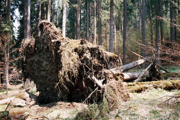 Novohradské hory, Žofín, 6.5.2006
Žofínský prales.



Klíčová slova: Novohradské hory Žofín Žofínský prales