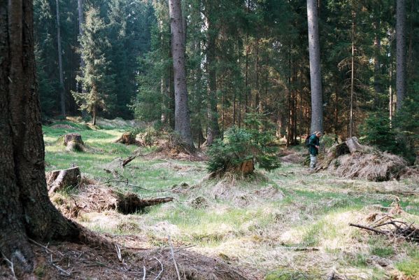 Novohradské hory, Žofín, 6.5.2006
Smrčina u Tisového potoka.


Mots-clés: Novohradské hory Žofín Tisový potok Ampedus nigrinus Bořivoj Zbuzek