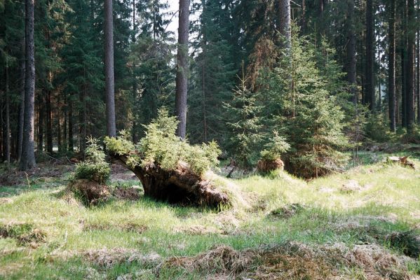 Novohradské hory, Žofín, 6.5.2006
Smrčina u Tisového potoka.
Klíčová slova: Novohradské hory Žofín Ampedus nigrinus