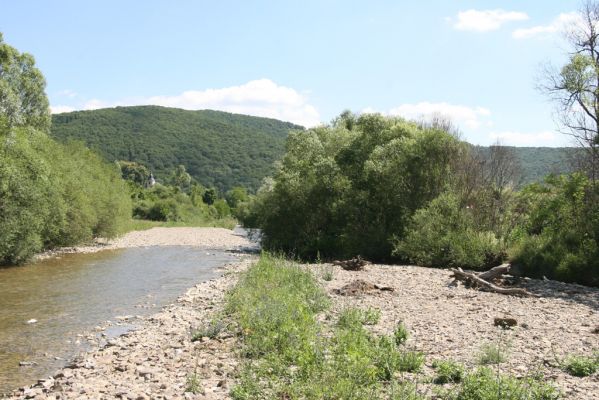 Zubné, 4.7.2014
Štěrkové náplavy Udavy nad obcí Zubné.
Klíčová slova: Zubné Udava Zorochros quadriguttatus meridionalis dermestoides