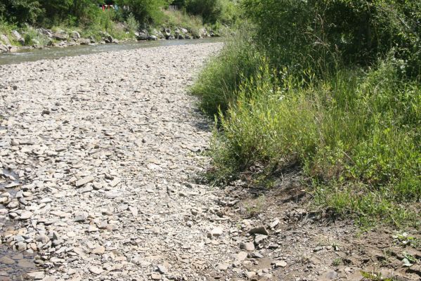 Zubné, 4.7.2014
Meandry Udavy.



Klíčová slova: Zubné řeka Udava Zorochros dermestoides