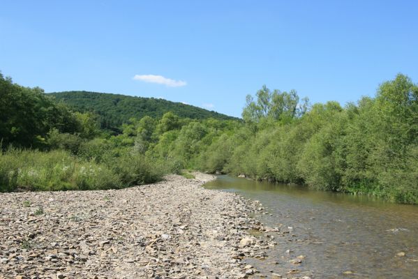 Zubné, 4.7.2014
Meandry Udavy.



Schlüsselwörter: Zubné řeka Udava Zorochros meridionalis dermestoides