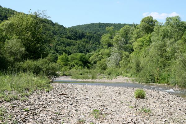 Zubné, 4.7.2014
Meandry Udavy.



Klíčová slova: Zubné řeka Udava Zorochros meridionalis