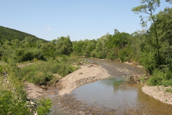 Zubné, 4.7.2014
Meandry Udavy.



Mots-clés: Zubné řeka Udava Zorochros dermestoides meridionalis quadriguttatus