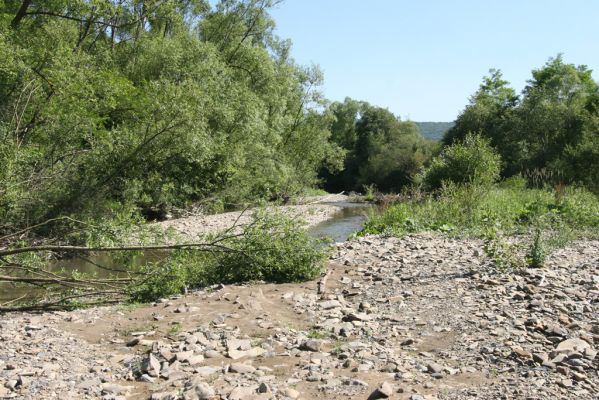 Zubné, 4.7.2014
Meandry Udavy.


Mots-clés: Zubné řeka Udava Adrastus kryshtali pallens Zorochros meridionalis