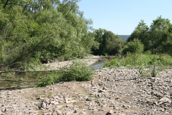 Zubné, 4.7.2014
Meandry Udavy.


Schlüsselwörter: Zubné řeka Udava Adrastus kryshtali pallens Zorochros meridionalis