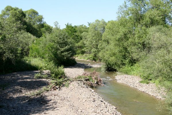 Zubné, 4.7.2014
Meandry Udavy.



Klíčová slova: Zubné řeka Udava Adrastus kryshtali pallens Zorochros meridionalis