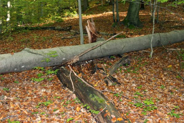 Zvolen, 16.10.2014
Neresnica, suťový les nad dolinou potoka Burzovo. 
Keywords: Zvolen Neresnica Burzovo Javorie Ampedus pomorum