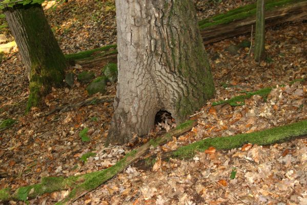 Zvolen, 16.10.2014
Neresnica, suťový les nad dolinou potoka Burzovo. 
Keywords: Zvolen Neresnica Burzovo Javorie