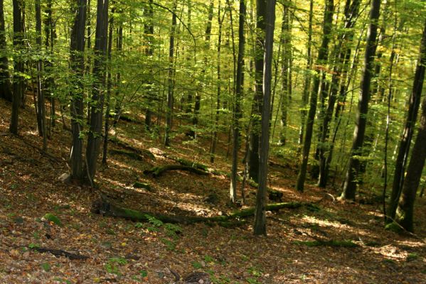 Zvolen, 16.10.2014
Neresnica, suťový les nad dolinou potoka Burzovo. 
Klíčová slova: Zvolen Neresnica Burzovo Javorie