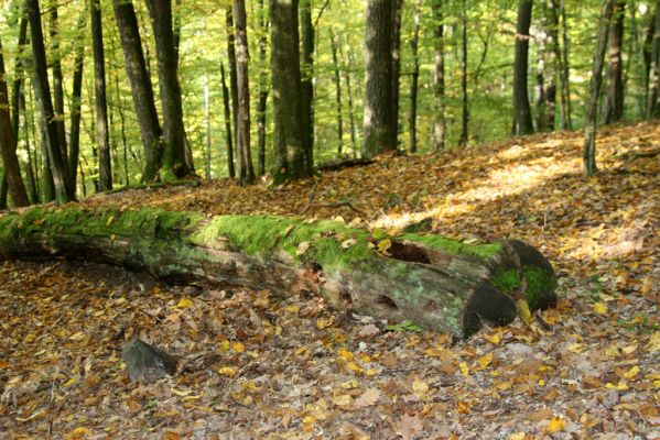 Zvolen, 16.10.2014
Neresnica, suťový les nad dolinou potoka Burzovo. 
Klíčová slova: Zvolen Neresnica Burzovo Javorie