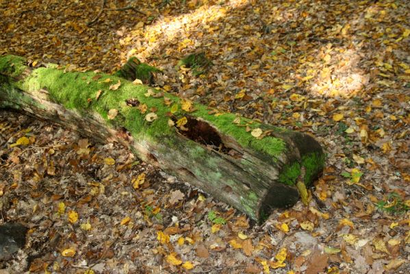 Zvolen, 16.10.2014
Neresnica, suťový les nad dolinou potoka Burzovo. 
Keywords: Zvolen Neresnica Burzovo Javorie