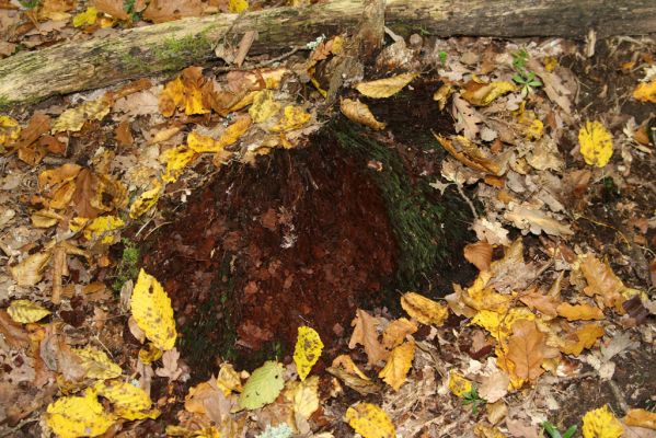 Zvolen, 16.10.2014
Neresnica, suťový les nad dolinou potoka Burzovo. Ztrouchnivělý pařez dubu - biotop kovaříka Ampedus nigerrimus.
Klíčová slova: Zvolen Neresnica Burzovo Javorie Ampedus nigerrimus