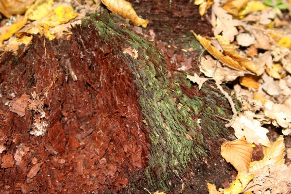 Zvolen, 16.10.2014
Neresnica, suťový les nad dolinou potoka Burzovo. Ztrouchnivělý pařez dubu - biotop kovaříka Ampedus nigerrimus.
Klíčová slova: Zvolen Neresnica Burzovo Javorie Ampedus nigerrimus