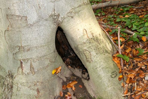 Zvolen, 16.10.2014
Neresnica, suťový les nad dolinou potoka Burzovo. 
Keywords: Zvolen Neresnica Burzovo Javorie Elater ferrugineus Limoniscus violaceus Ischnodes sanguinicollis