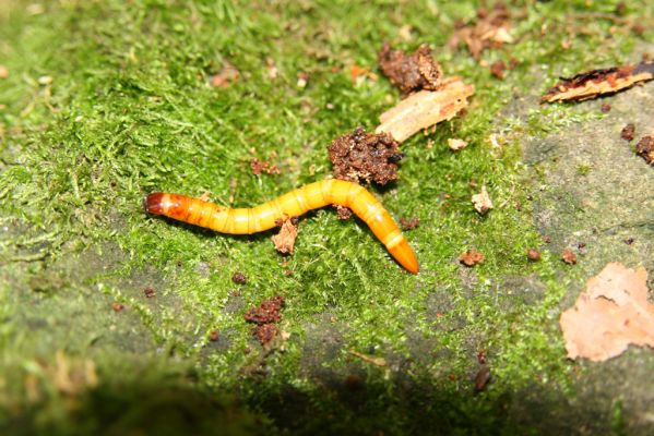 Zvolen, 16.10.2014
Neresnica, suťový les nad dolinou potoka Burzovo. 
Schlüsselwörter: Zvolen Neresnica Burzovo Javorie Elater ferrugineus