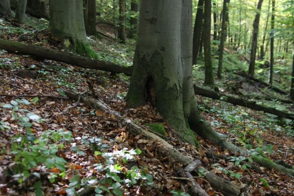 Zvolen, 16.10.2014
Neresnica, suťový les nad dolinou potoka Burzovo.
Schlüsselwörter: Zvolen Neresnica Burzovo Javorie